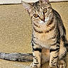 cat, tabby, pet, animal, feline, curious, sitting, floor, indoor, ears, whiskers, tail, striped, cute, closeup, young_cat, alert, domestic_cat, looking, head_tilt