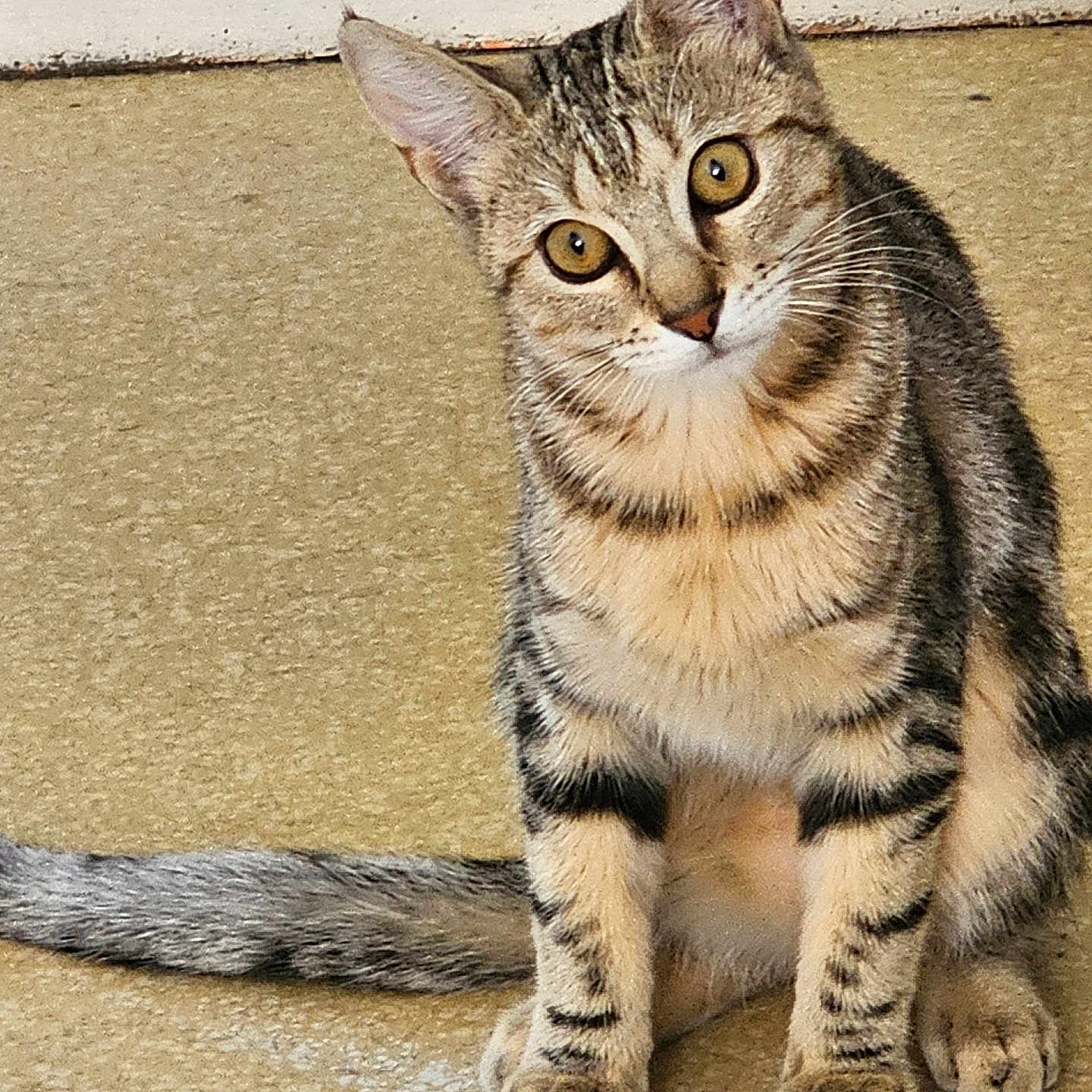 Perle a rejoint le concours — aidez-le/la à gagner de superbes lots ! cat, tabby, pet, animal, feline, curious, sitting, floor, indoor, ears, whiskers, tail, striped, cute, closeup, young_cat, alert, domestic_cat, looking, head_tilt