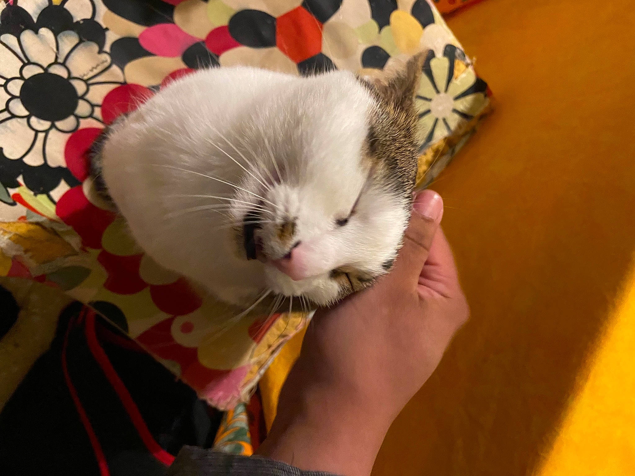 Bastet participe au concours pour gagner de l'argent avec cette photo : carnivore, cat, comfort, domestic_short_haired_cat, fashion_accessory, fawn, felidae, foot, fur, hand, linens, nail, nap, pattern, paw, petal, small_to_medium_sized_cats, snout, tail, whiskers