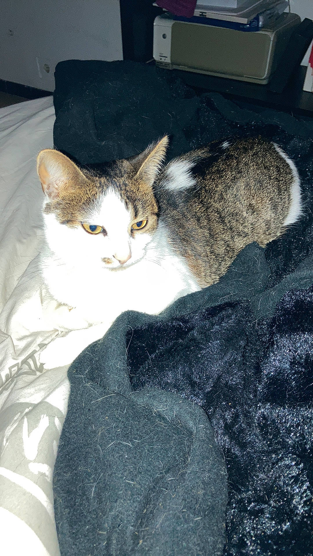 Bastet participe au concours pour gagner de l'argent avec cette photo : carnivore, cat, comfort, couch, domestic_short_haired_cat, door, felidae, fur, grey, paw, plant, sitting, small_to_medium_sized_cats, snout, tail, whiskers, window