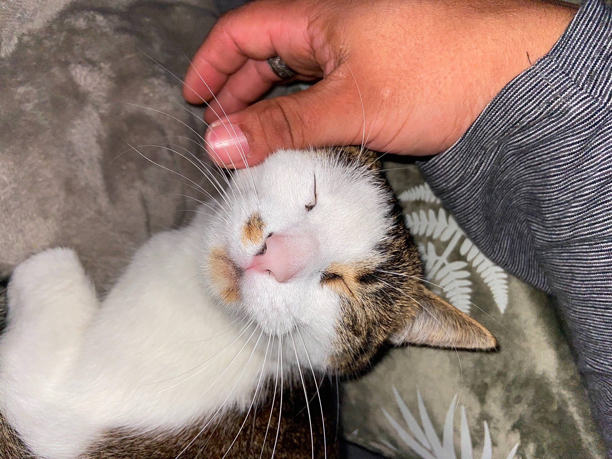 Bastet a rejoint le concours — aidez-le/la à gagner de superbes lots ! cage, carnivore, cat, claw, domestic_short_haired_cat, fawn, felidae, fur, gesture, hand, nail, paw, small_to_medium_sized_cats, snout, tail, terrestrial_animal, whiskers