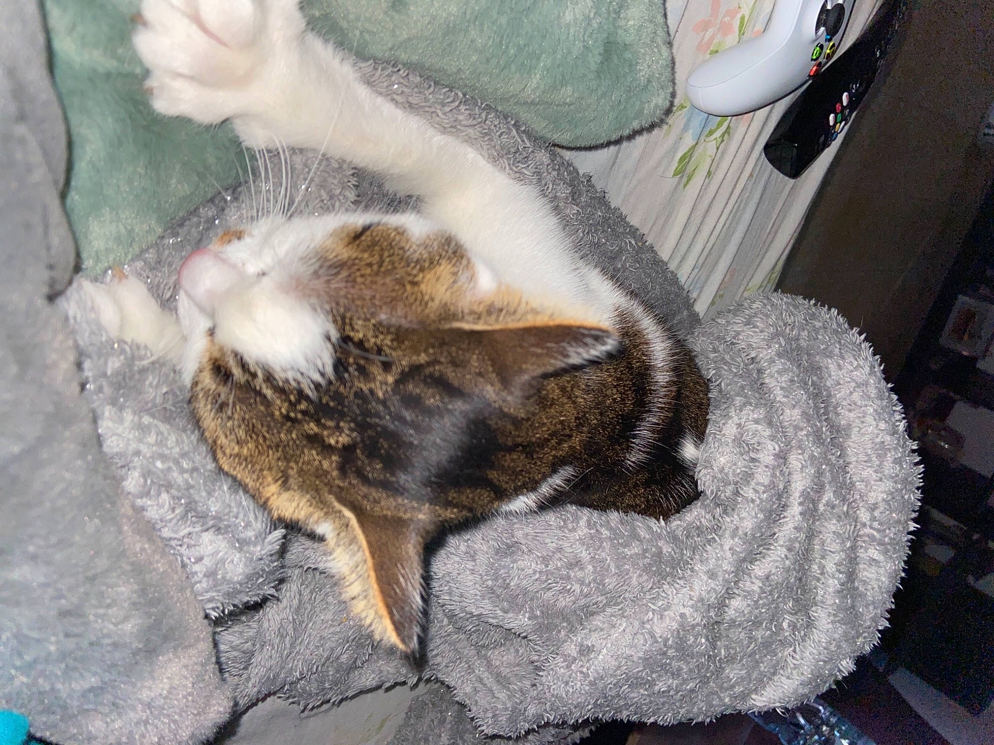 Bastet a rejoint le concours — aidez-le/la à gagner de superbes lots ! automotive_tire, car, cat, claw, comfort, domestic_short_haired_cat, felidae, fish, fur, grey, paw, small_to_medium_sized_cats, tail, vehicle, vehicle_door, whiskers