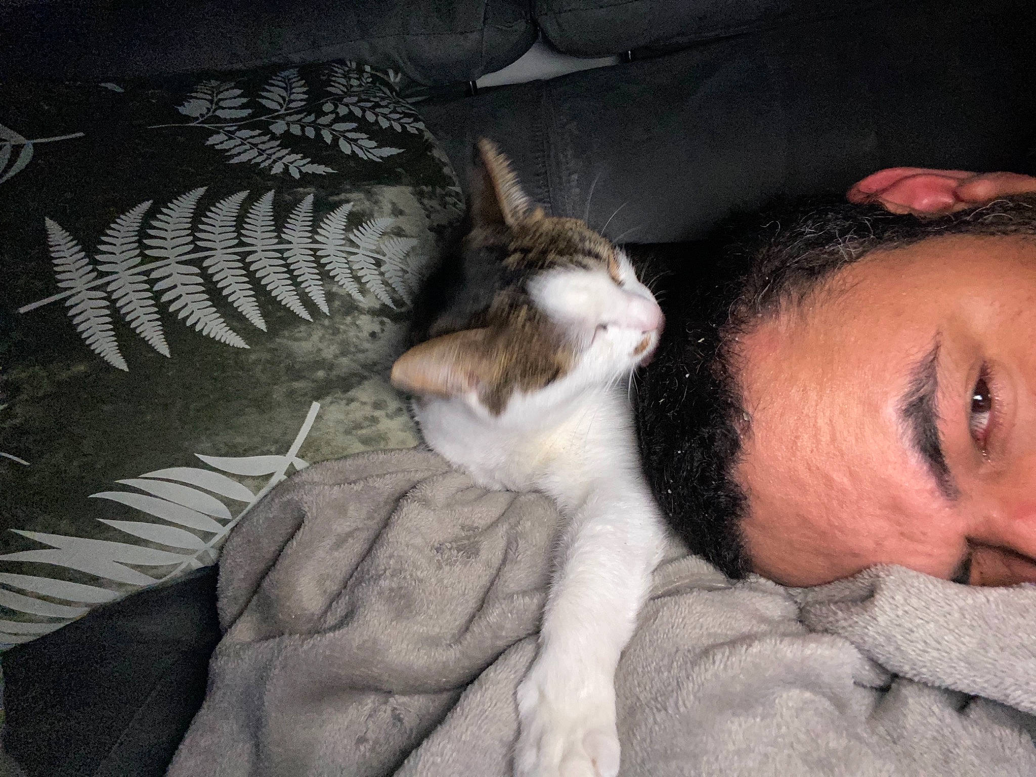 Bastet a rejoint le concours — aidez-le/la à gagner de superbes lots ! beard, carnivore, cat, comfort, companion_dog, ear, eye, fawn, felidae, fur, gesture, jaw, lap, nose, organ, small_to_medium_sized_cats, snout, tail, textile, whiskers