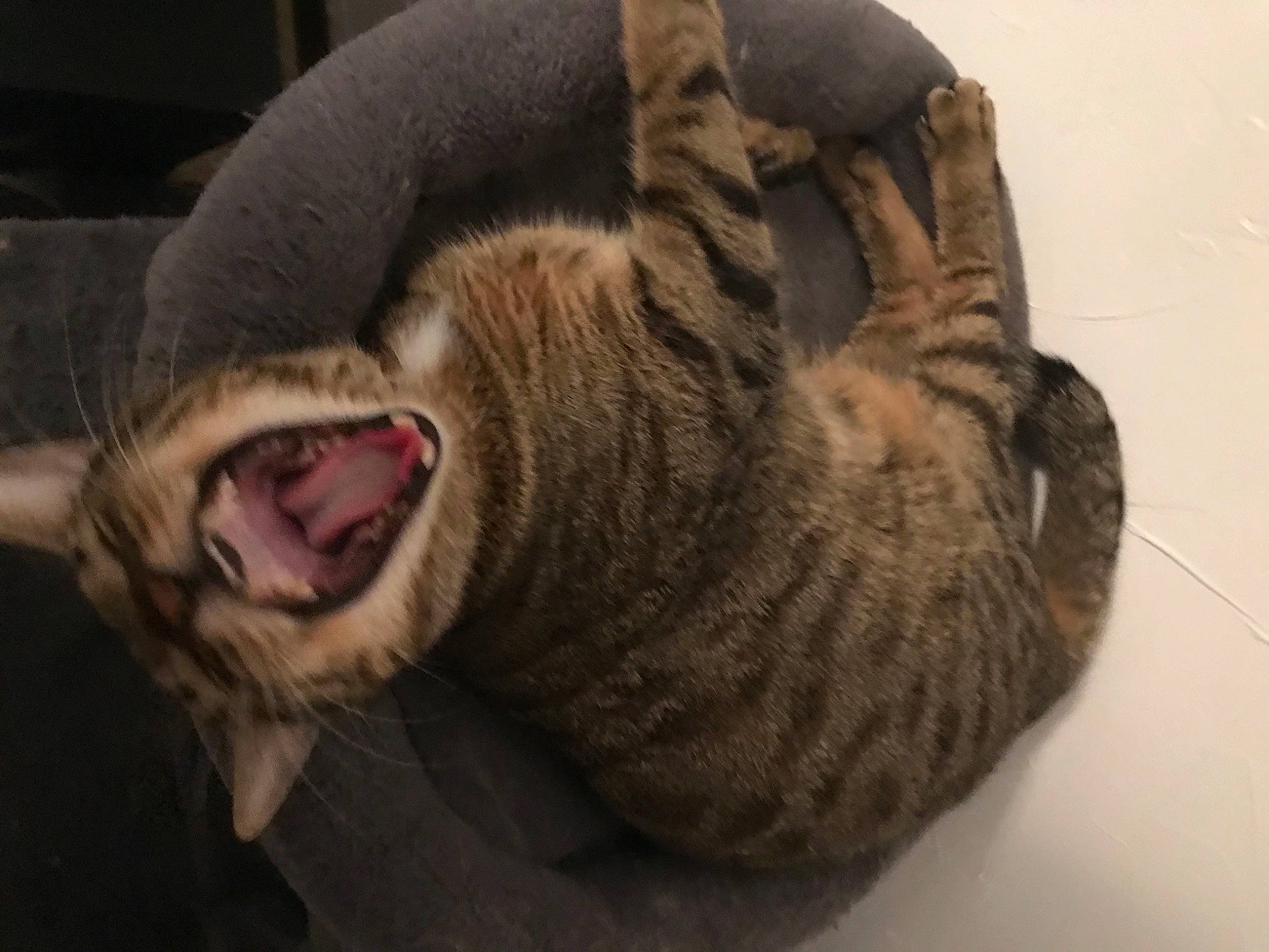 Gnocchi participe au concours pour gagner de l'argent avec cette photo : carnivore, cat, claw, comfort, domestic_short_haired_cat, fang, felidae, fur, paw, small_to_medium_sized_cats, snout, tail, terrestrial_animal, whiskers, yawn