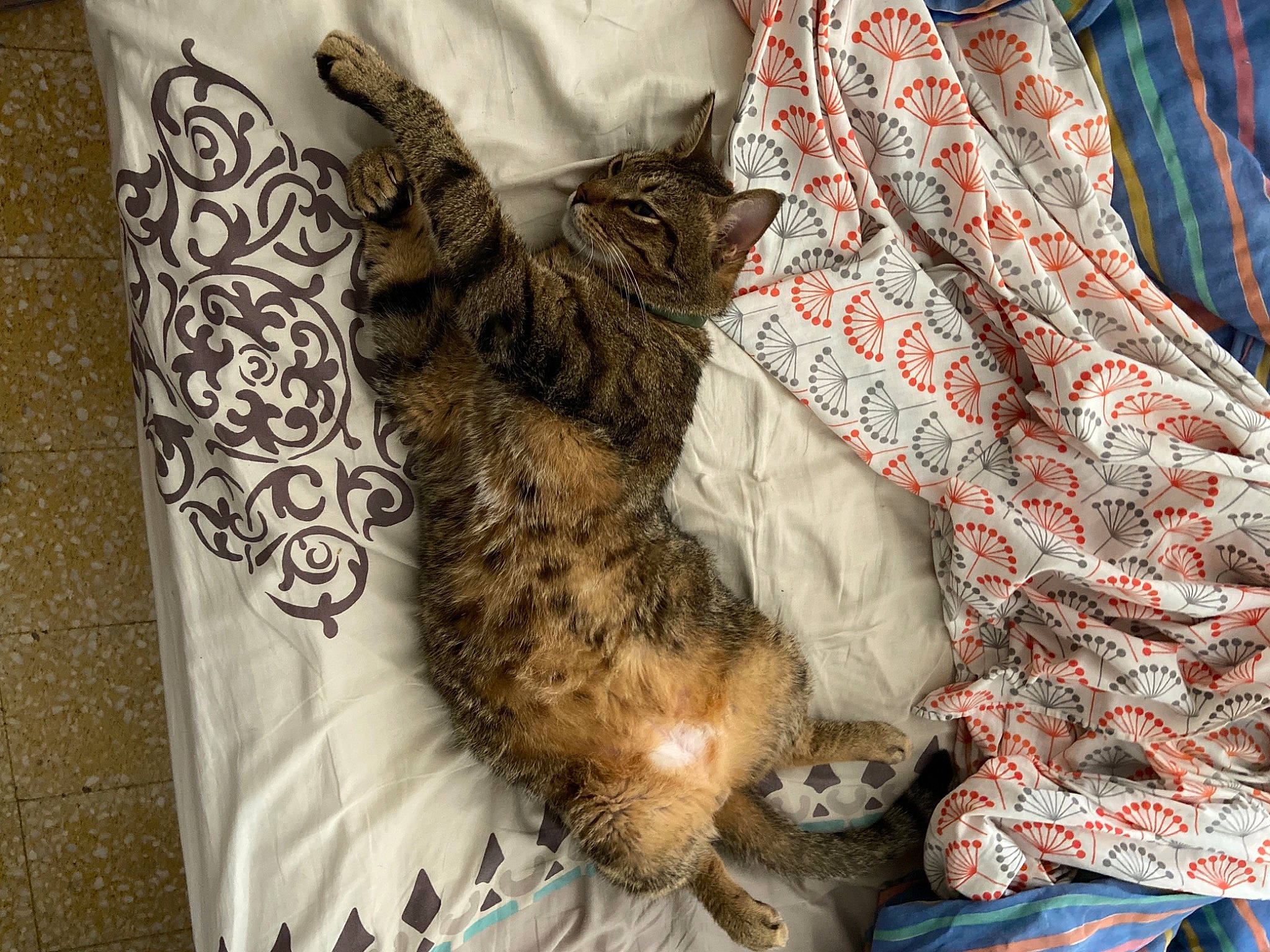 Gnocchi participe au concours pour gagner de l'argent avec cette photo : bed, bedding, carnivore, cat, claw, comfort, domestic_short_haired_cat, fawn, felidae, fur, human_leg, linens, nap, pattern, paw, plaid, small_to_medium_sized_cats, tail, whiskers, wood