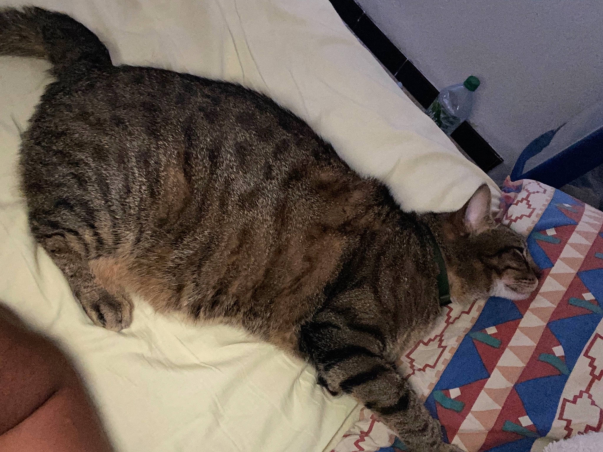 Gnocchi a rejoint le concours — aidez-le/la à gagner de superbes lots ! carnivore, cat, claw, comfort, domestic_short_haired_cat, felidae, fur, mammal, nap, pattern, paw, sleep, small_to_medium_sized_cats, snout, tail, terrestrial_animal, vertebrate, whiskers