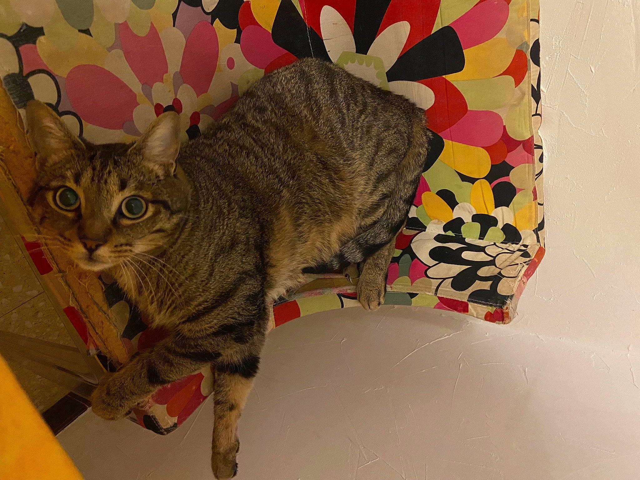 Gnocchi participe au concours pour gagner de l'argent avec cette photo : carnivore, cat, creative_arts, domestic_short_haired_cat, eye, fawn, felidae, fur, pattern, paw, rectangle, small_to_medium_sized_cats, snout, tail, terrestrial_animal, visual_arts, whiskers, wildlife