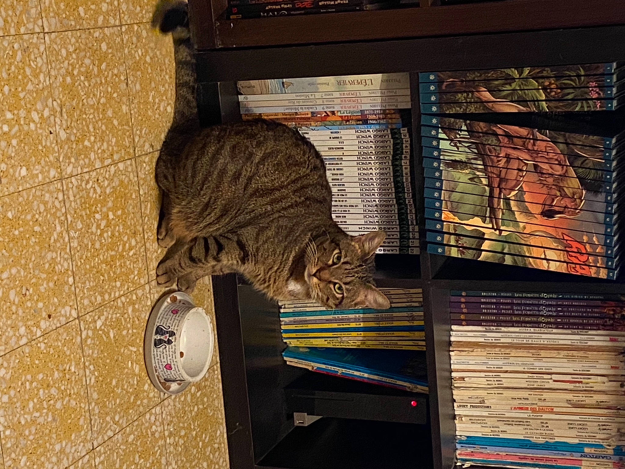 Gnocchi a rejoint le concours — aidez-le/la à gagner de superbes lots ! art, book, brick, brickwork, cage, carnivore, cat, domestic_short_haired_cat, felidae, fur, pet_supply, publication, shelf, shelving, small_to_medium_sized_cats, tail, wall, whiskers, window, wood