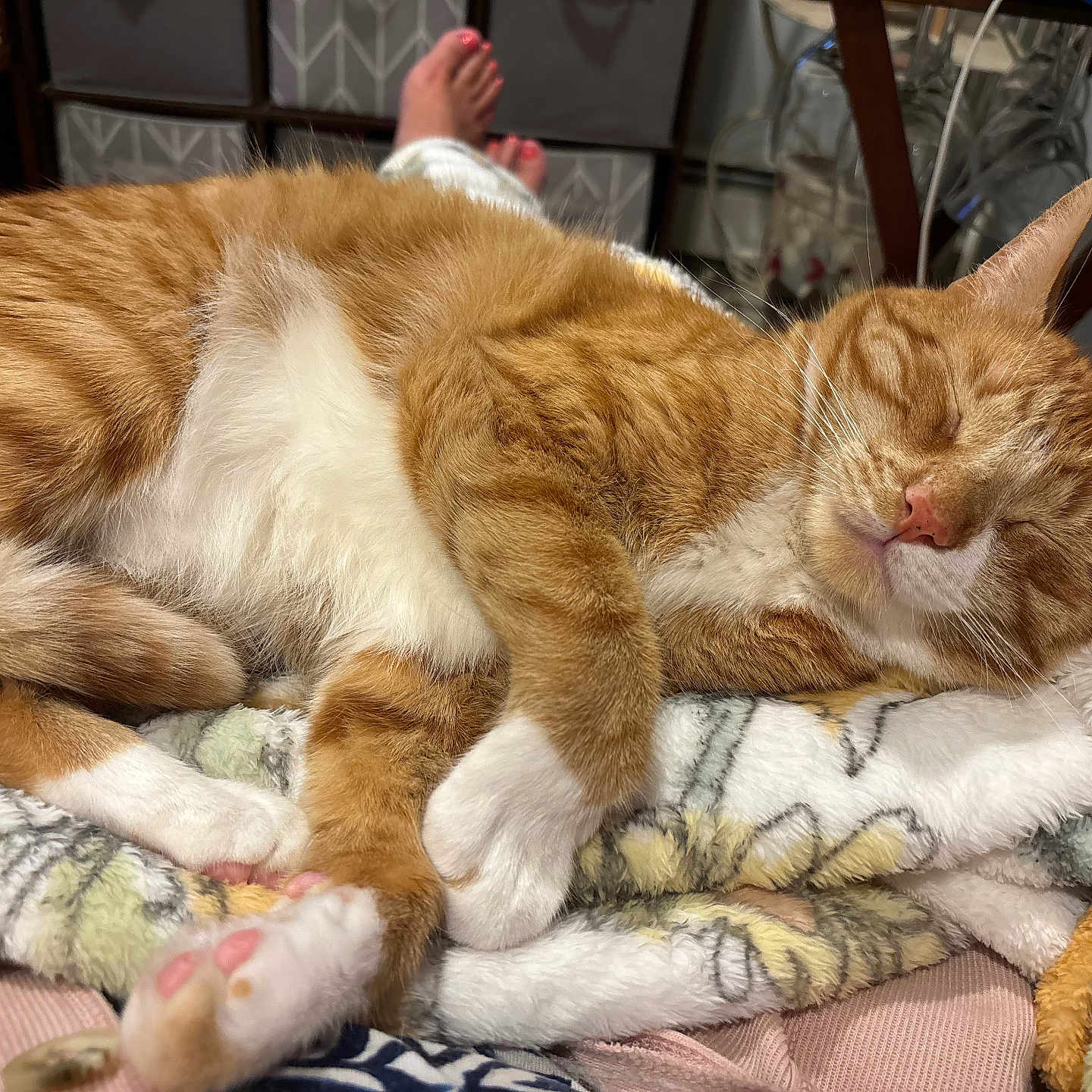 Rocky joined the competition — help win amazing prizes! animal, blanket, cat, closeup, comfort, cozy, cute, domestic, feline, fur, ginger_cat, home, indoor, paw, pet, relaxation, resting, sleeping, soft, toenails
