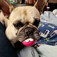Nala is registered to the contest to win money with this photo: dog, french_bulldog, pet, animal, toy, ball, indoor, blanket, pajamas, face, ears, closeup, cute, brown, fur, eyes, snout, home, cozy, resting