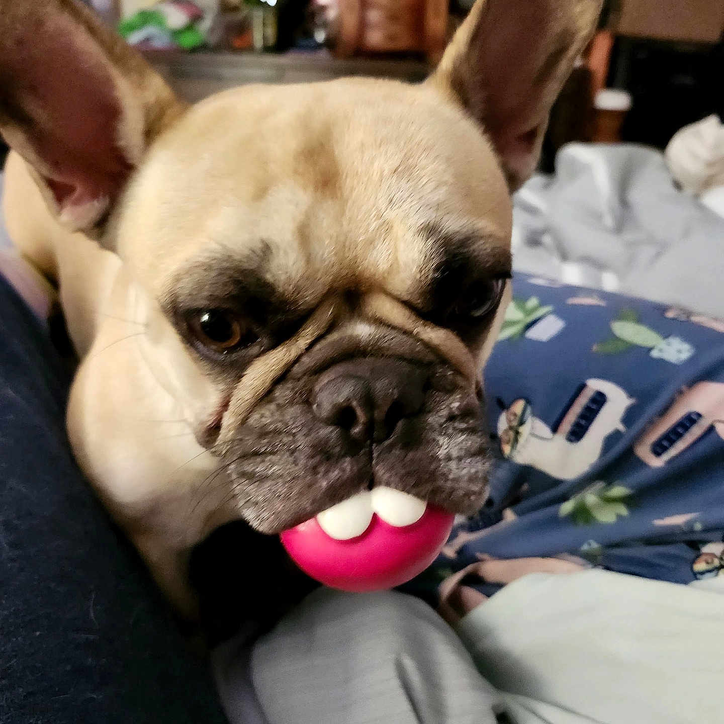 Nala is registered to the contest to win money with this photo: dog, french_bulldog, pet, animal, toy, ball, indoor, blanket, pajamas, face, ears, closeup, cute, brown, fur, eyes, snout, home, cozy, resting
