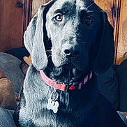 Georgia joined the competition — help win amazing prizes! dog, black_dog, collar, pet_tag, indoors, wooden_wall, close_up, animal, canine, sitting, portrait, domestic_animal, fur, ears, face, nose, whiskers, companion, pet, calm