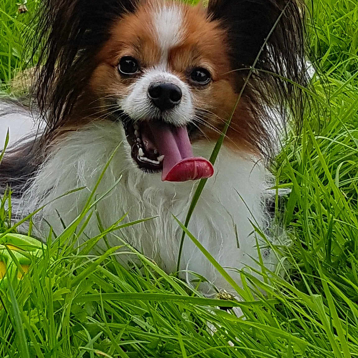 Mayko