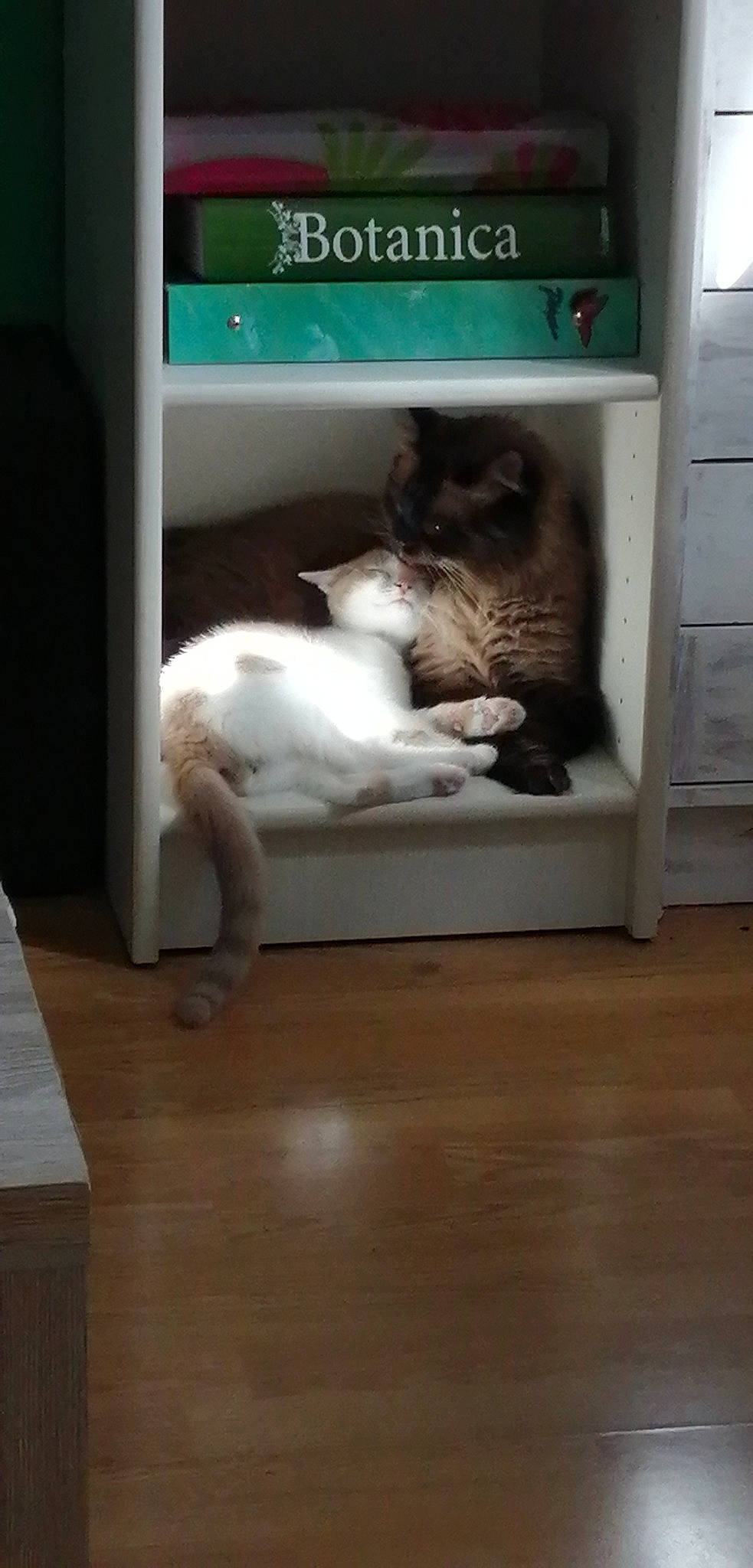 Roucky participe au concours pour gagner de l'argent avec cette photo : canidae, carnivore, cat, companion_dog, felidae, floor, flooring, hardwood, laminate_flooring, small_to_medium_sized_cats, tail, whiskers, wood, wood_flooring