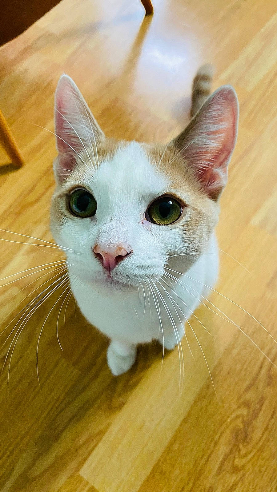 Roucky participe au concours pour gagner de l'argent avec cette photo : aegean_cat, american_wirehair, arabian_mau, asian, carnivore, cat, domestic_short_haired_cat, european_shorthair, felidae, german_rex, japanese_bobtail, khao_manee, kitten, mammal, ojos_azules, small_to_medium_sized_cats, snout, turkish_van, vertebrate, whiskers