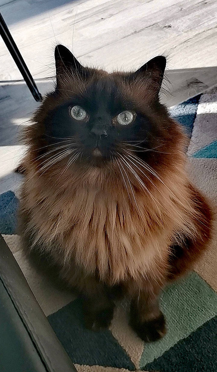 Irish participe au concours pour gagner de l'argent avec cette photo : birman, black_cat, box, carnivore, cat, claw, domestic_short_haired_cat, electric_blue, fawn, felidae, flooring, fur, iris, packaging_and_labeling, paw, small_to_medium_sized_cats, snout, tail, terrestrial_animal, whiskers