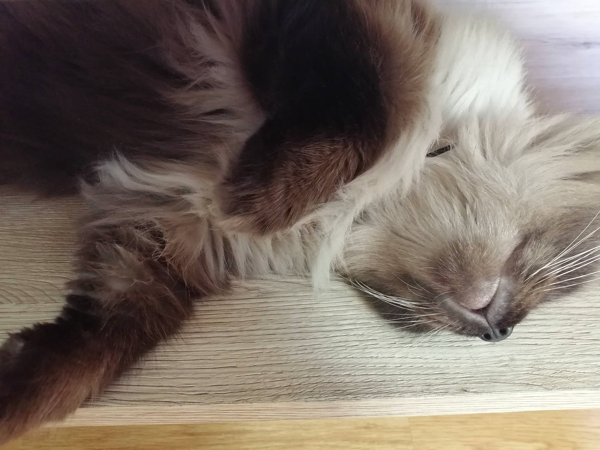 Irish a rejoint le concours — aidez-le/la à gagner de superbes lots ! canidae, carnivore, cat, ear, felidae, fur, kitten, nap, norwegian_forest_cat, paw, ragdoll, small_to_medium_sized_cats, tail, whiskers