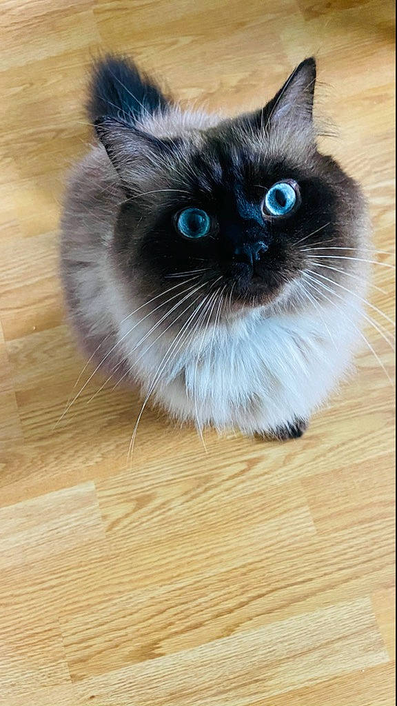 Irish participe au concours pour gagner de l'argent avec cette photo : asian_semi_longhair, balinese, birman, carnivore, cat, domestic_long_haired_cat, eye, felidae, fur, himalayan, iris, kitten, mammal, ojos_azules, ragdoll, siamese, small_to_medium_sized_cats, snout, thai, whiskers