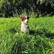 Akila participe au concours pour gagner de l'argent avec cette photo : dog, puppy, grass, greenery, outdoor, nature, sunlight, trees, leafy, curious, brown_and_white, cute, pet, animal, canine, young_dog, meadow, playful, sunny, summer