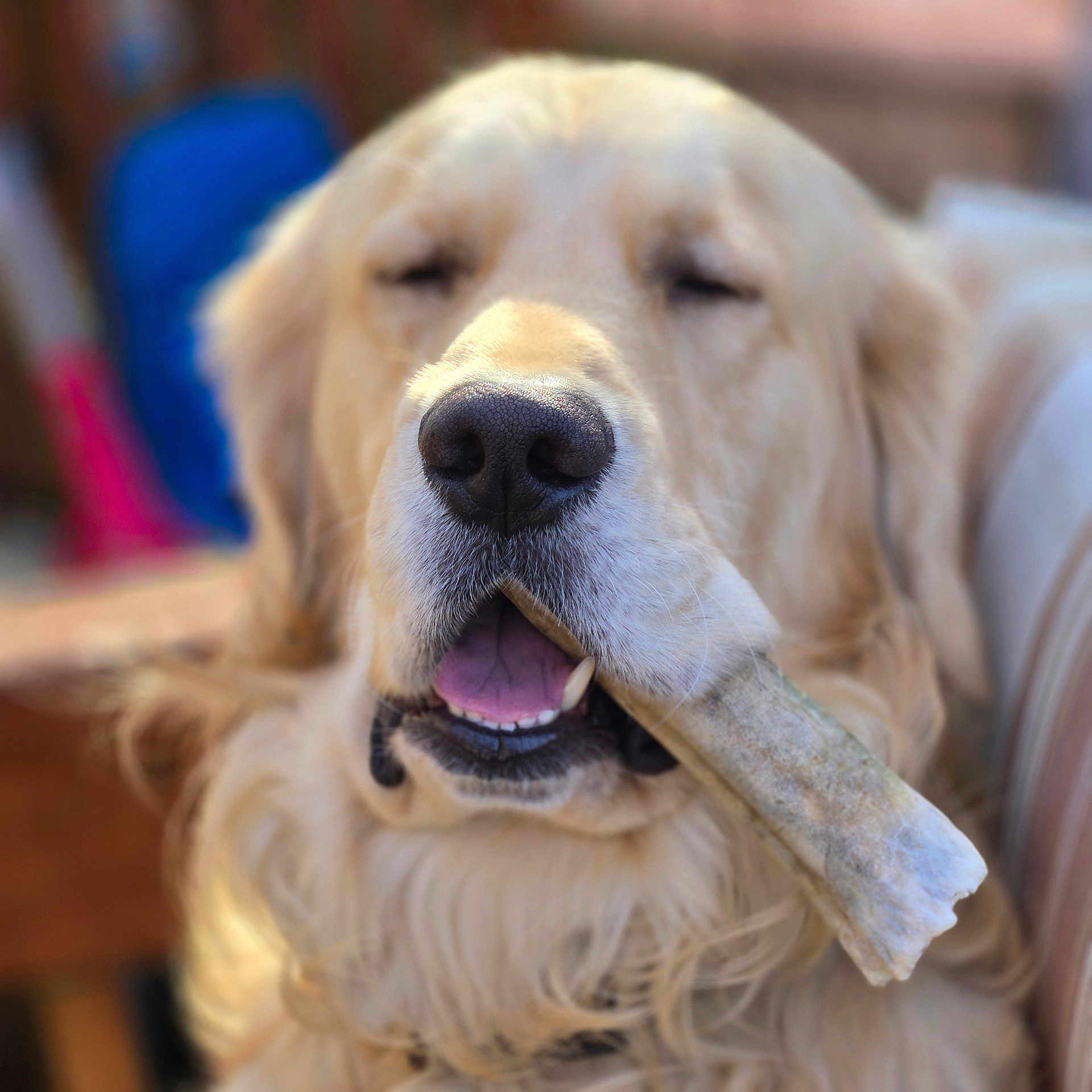 Bentlee is registered to the contest to win money with this photo: animal, bone, canine, chewing, close_up, companion, cute, dog, domestic_animal, face, fur, golden_retriever, happy, indoor, mouth, muzzle, nose, pet, relaxed, tongue