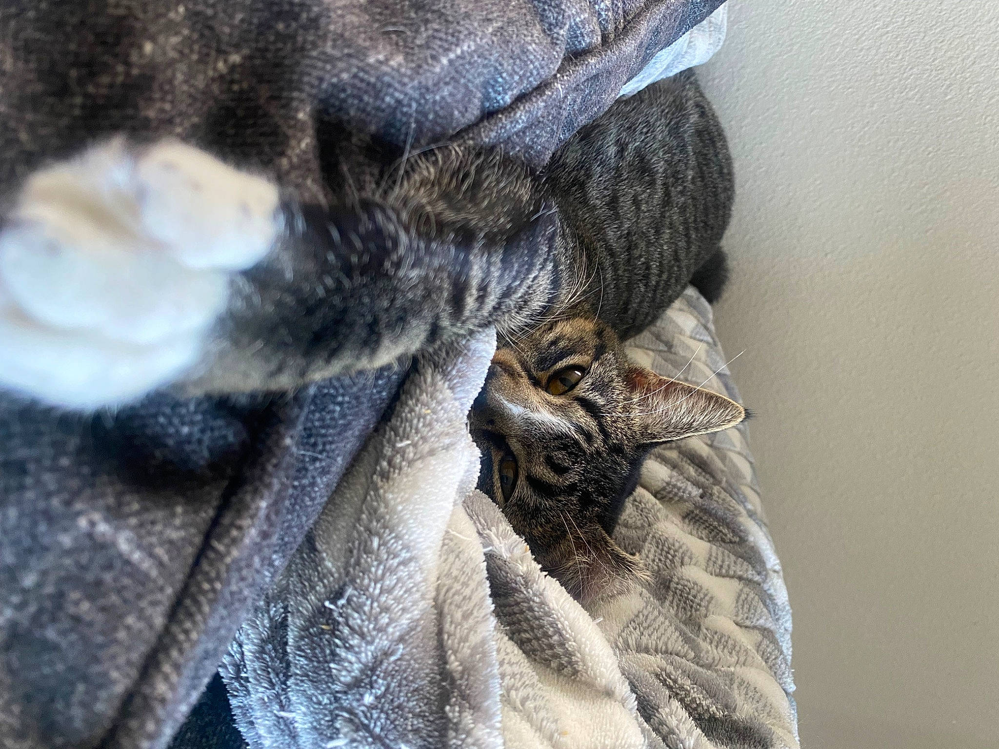 Jax is registered to the contest to win money with this photo: bird, bird_of_prey, claw, denim, feather, felidae, fur, fur_clothing, grey, outerwear, safety_glove, sleeve, small_to_medium_sized_cats, snout, tail, textile, whiskers, wing, wool, wrinkle