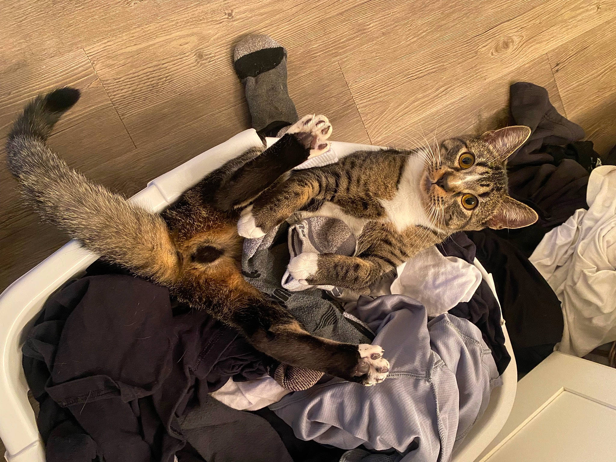 Jax joined the competition — help win amazing prizes! carnivore, cat, claw, comfort, domestic_short_haired_cat, felidae, fur, hat, metal, paw, room, skeleton, small_to_medium_sized_cats, tail, whiskers