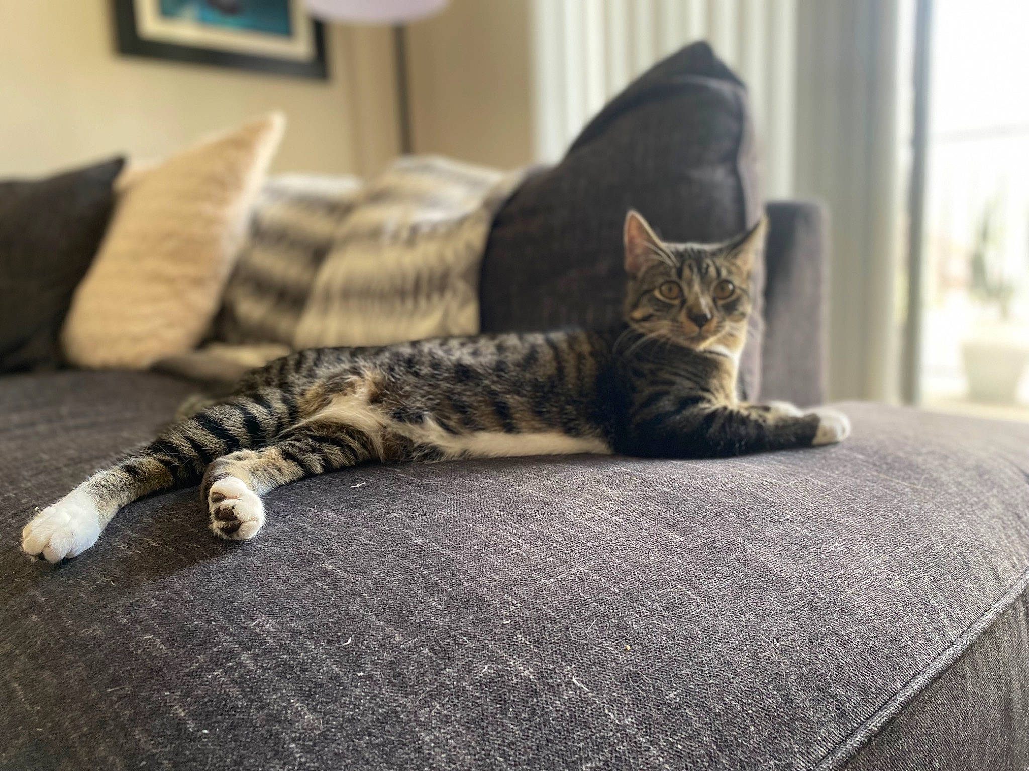 Jax joined the competition — help win amazing prizes! bed, carnivore, cat, comfort, couch, domestic_short_haired_cat, felidae, floor, flooring, grey, hardwood, linens, picture_frame, small_to_medium_sized_cats, snout, tail, textile, tree, whiskers, wood