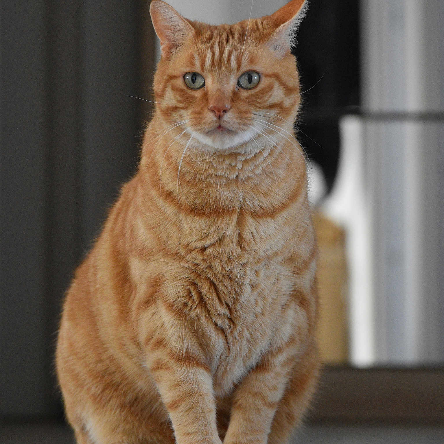 Junior a rejoint le concours — aidez-le/la à gagner de superbes lots ! animal, calm, cat, closeup, curious, cute, domestic_cat, eyes, feline, floor, fur, furry, indoor, mammal, orange_tabby, pet, portrait, sitting, tabby_pattern, whiskers