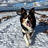 dog, snow, path, outdoor, blue_sky, clouds, warning_sign, happy, walking, animal, nature, winter, fur, tongue_out, ears_up, landscape, trail, daylight, canine, scenery