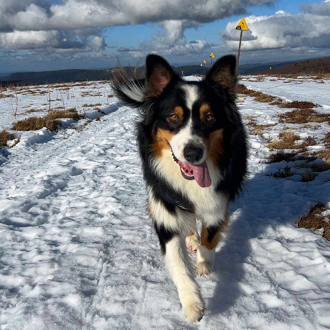 Uko participe au concours pour gagner de l'argent avec cette photo : dog, snow, path, outdoor, blue_sky, clouds, warning_sign, happy, walking, animal, nature, winter, fur, tongue_out, ears_up, landscape, trail, daylight, canine, scenery