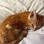 Vich participe au concours pour gagner de l'argent avec cette photo : kitten, orange_cat, sleeping, blanket, bed, teddy_bear, stuffed_animal, soft, cute, pet, feline, domestic_cat, resting, indoor, cozy, animal, whiskers, fur, young, nap