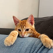 Vich participe au concours pour gagner de l'argent avec cette photo : cat, kitten, orange_tabby, paws, jeans, relaxed, indoor, feline, cute, pet, animal, resting, closeup, fur, whiskers, ears, curious, soft_light, household, cozy