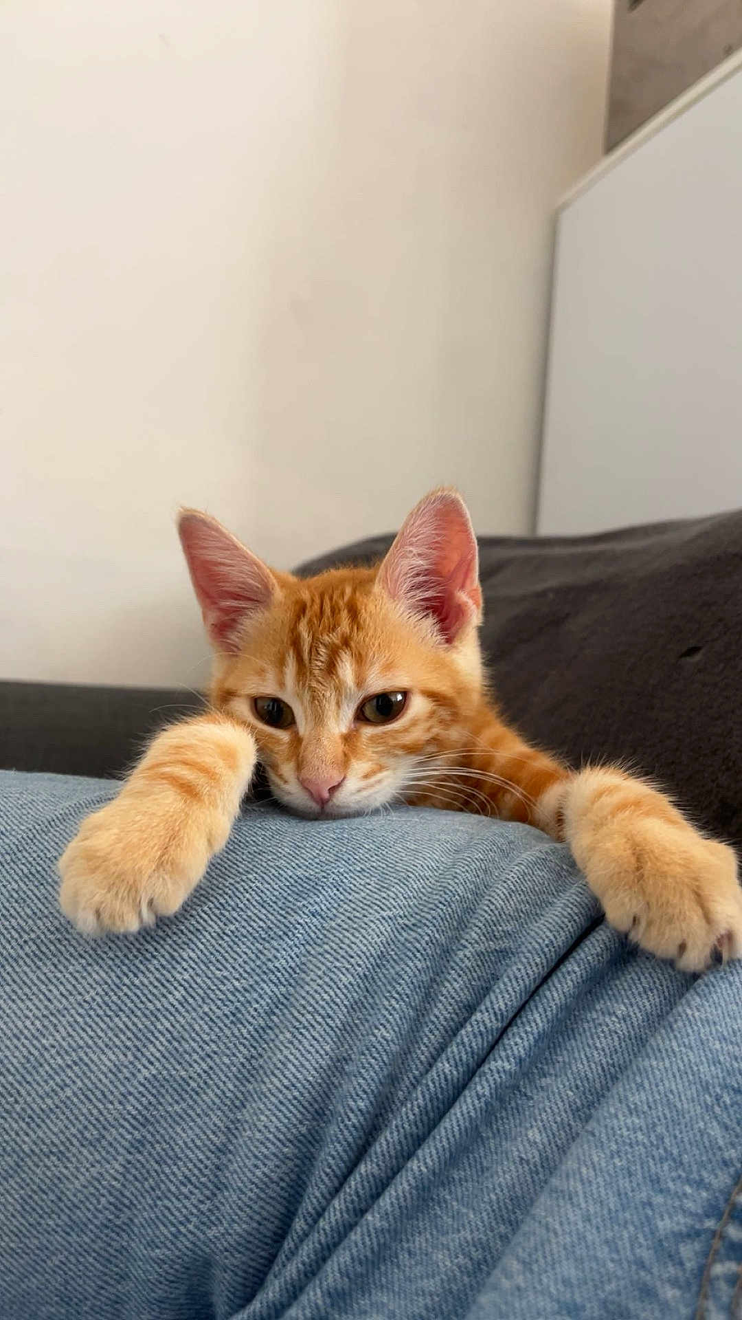 Vich participe au concours pour gagner de l'argent avec cette photo : cat, kitten, orange_tabby, paws, jeans, relaxed, indoor, feline, cute, pet, animal, resting, closeup, fur, whiskers, ears, curious, soft_light, household, cozy