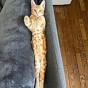 Vich a rejoint le concours — aidez-le/la à gagner de superbes lots ! cat, orange_tabby, lying_down, couch, gray_couch, wooden_floor, indoor, pet, feline, relaxed, paws_up, stretching, fur, animal, cute, whiskers, ears, flooring, home, resting