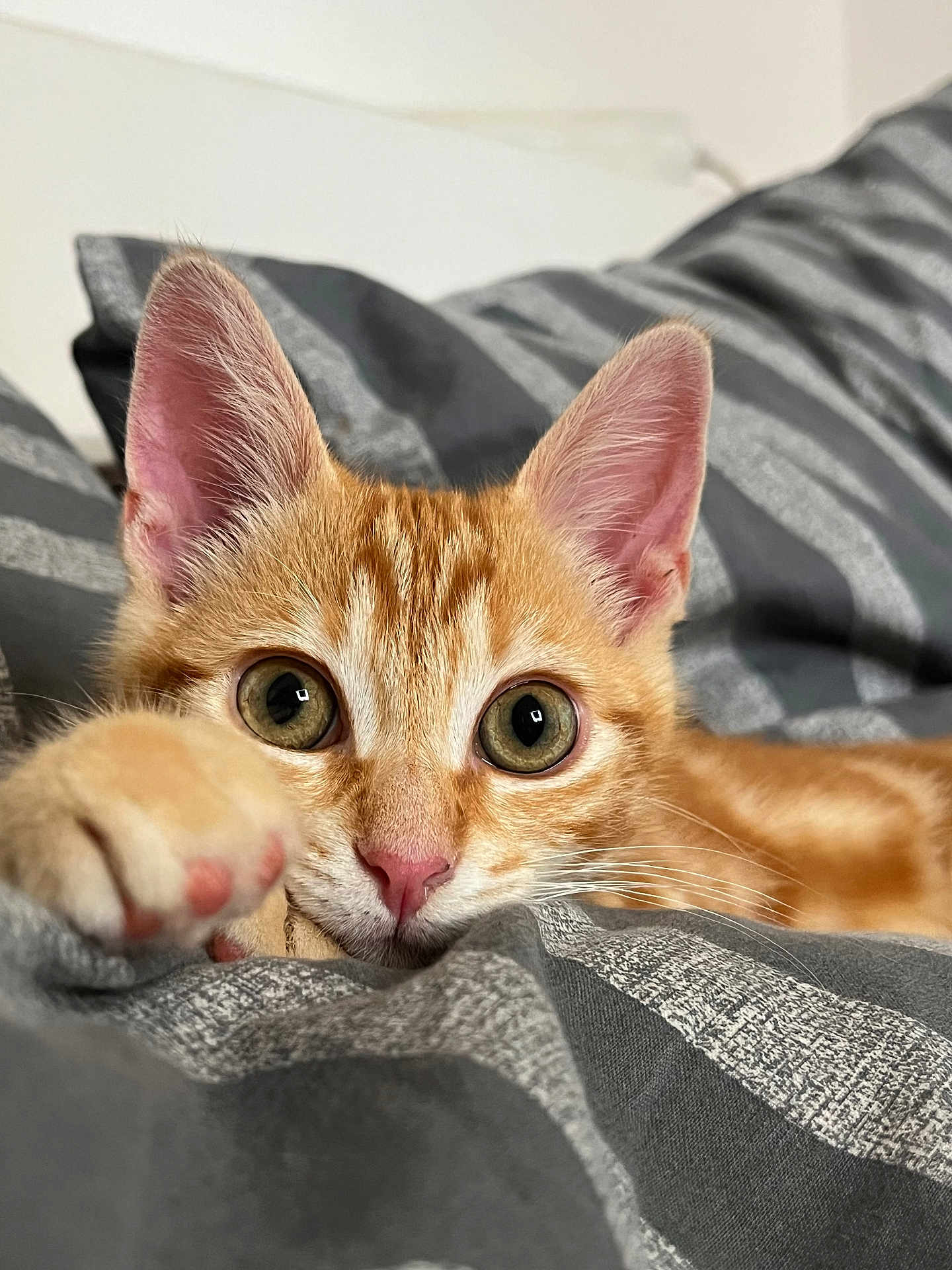 Vich a rejoint le concours — aidez-le/la à gagner de superbes lots ! cat, kitten, orange_tabby, paw, eyes, nose, whiskers, fur, bed, blanket, striped, indoor, cute, pet, animal, closeup, playful, resting, soft, cozy