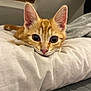 animal, bed, cat, closeup, curious, cute, domestic_cat, ears, fur, indoor, kitten, lying_down, nose, orange_tabby, pet, pillow, resting, soft, whiskers, young