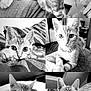 Vich participe au concours pour gagner de l'argent avec cette photo : kitten, cat, tabby, black_and_white, sleeping, curious, playful, close_up, paws, blanket, pillow, indoor, pet, animal, resting, cute, fur, whiskers, face, eyes
