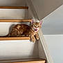Vich a rejoint le concours — aidez-le/la à gagner de superbes lots ! cat, orange_tabby, stairs, wooden_stairs, indoor, pet, animal, feline, relaxed, meowing, playful, home, resting, paw, ears, whiskers, tongue, light, shadow, wall