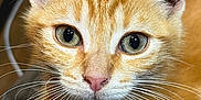 Vich participe au concours pour gagner de l'argent avec cette photo : cat, kitten, orange_tabby, close_up, whiskers, ears, fur, eyes, pet, animal, cute, curious, indoor, soft, focus, portrait, young, feline, mammal, domestic