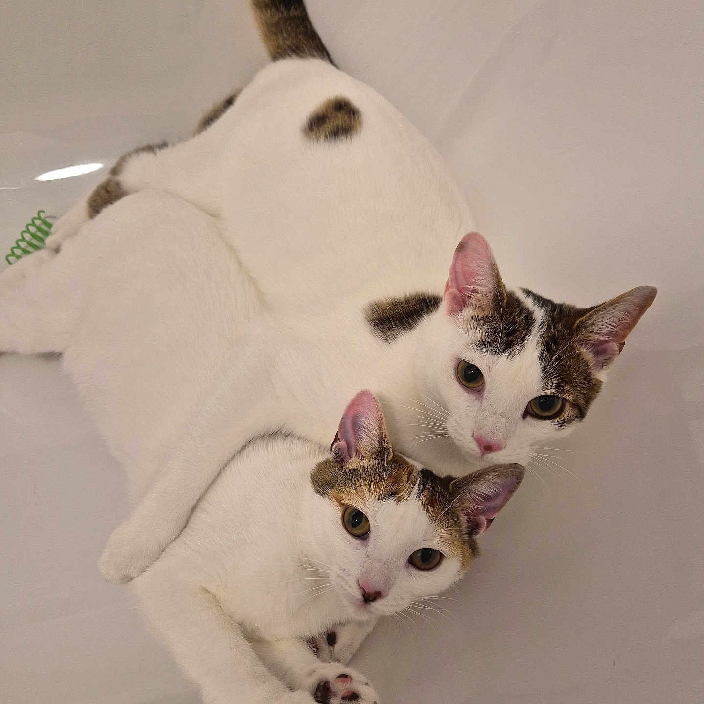 The Pickles is registered to the contest to win money with this photo: cat, animal, pet, white_cat, brown_spots, cuddling, two_cats, fur, whiskers, ears, paws, cute, indoor, relaxed, companionship, curious, close_up, domestic_animal, mammal, feline