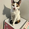 cat, calico_cat, pet, animal, portrait, sitting, indoors, white_fur, orange_fur, black_fur, green_eyes, whiskers, pointed_ears, pink_nose, tail, storage_box, furniture, wall, shadow, colorful