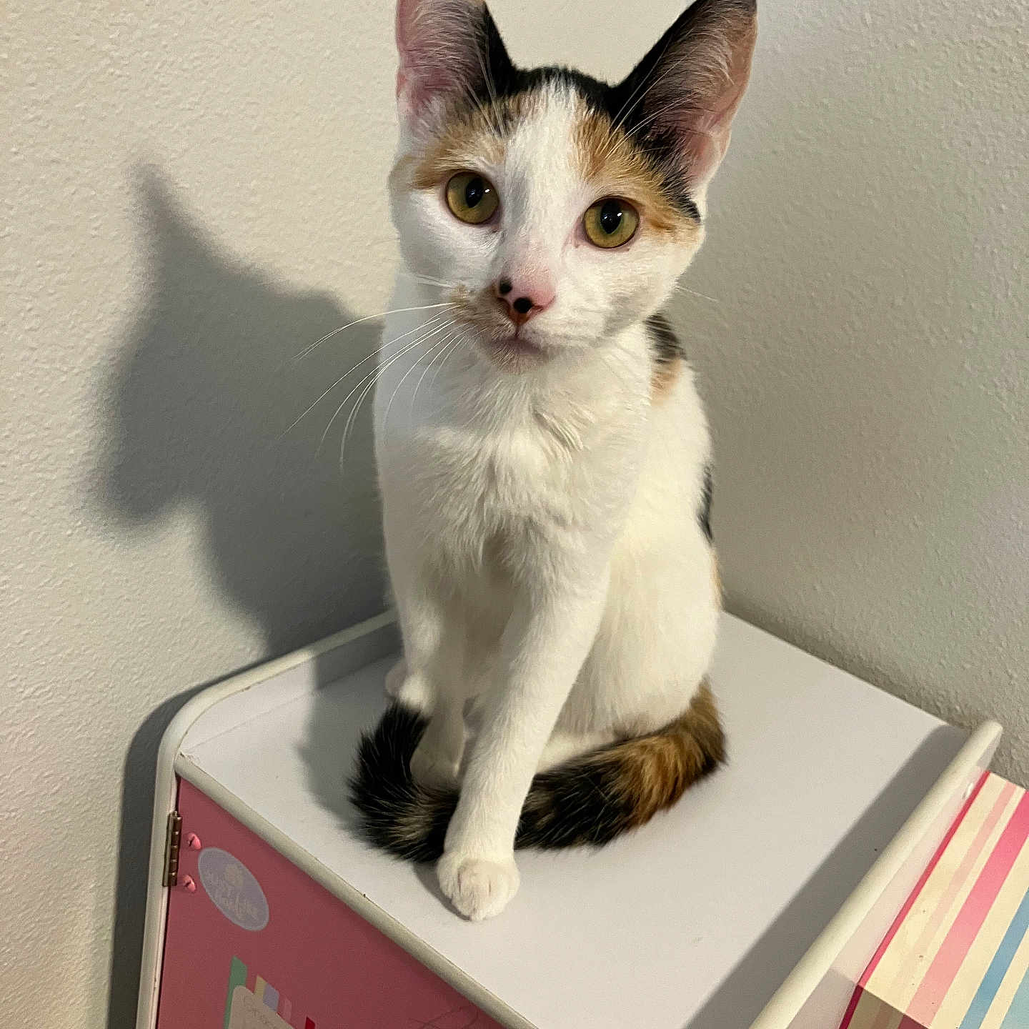 Kiki joined the competition — help win amazing prizes! cat, calico_cat, pet, animal, portrait, sitting, indoors, white_fur, orange_fur, black_fur, green_eyes, whiskers, pointed_ears, pink_nose, tail, storage_box, furniture, wall, shadow, colorful