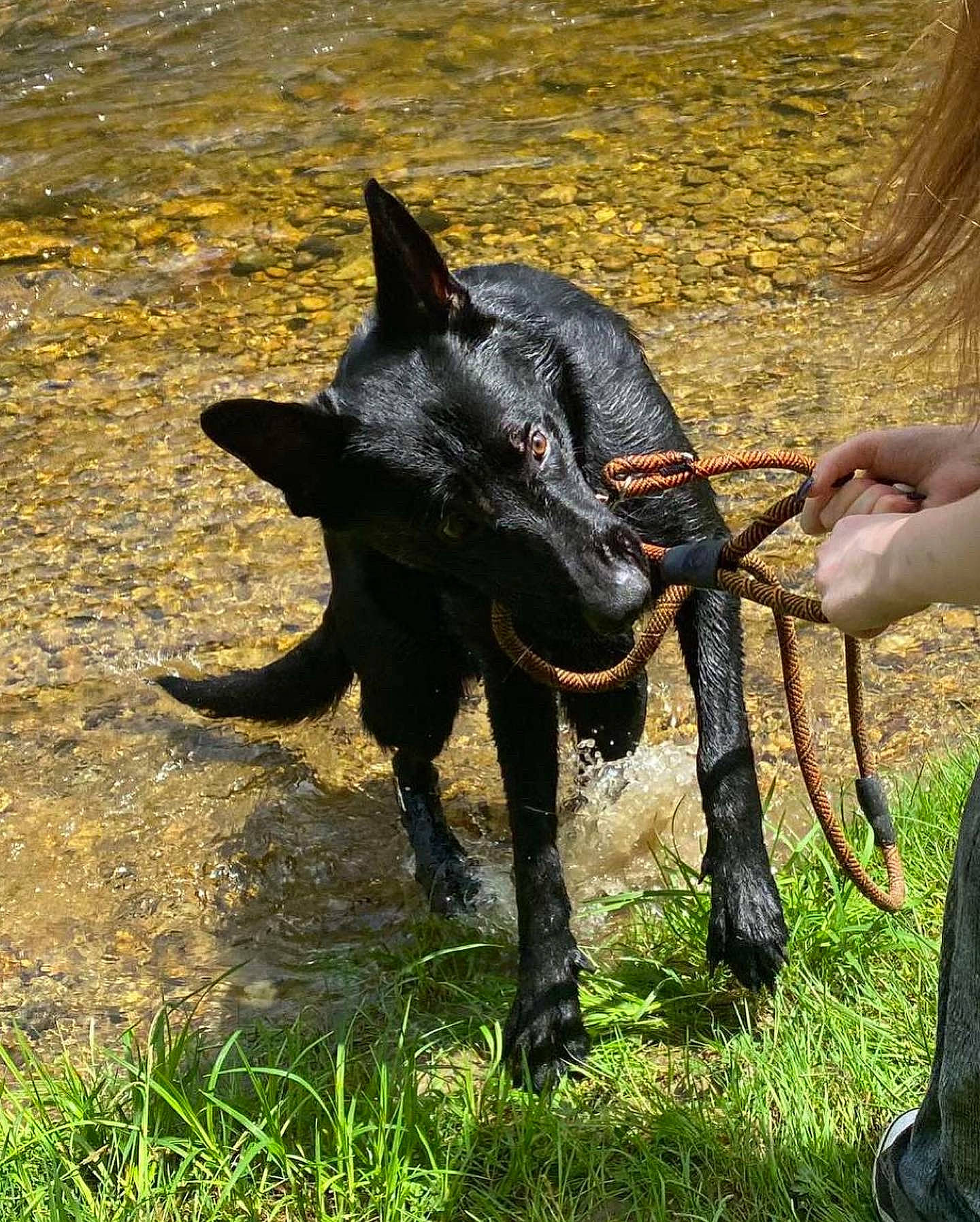 Baron joined the competition — help win amazing prizes! animal_training, canidae, carnivore, dog, dog_breed, grass, guard_dog, hunting_dog, non_sporting_group, snout, sporting_group, tail, terrestrial_animal, working_animal, working_dog