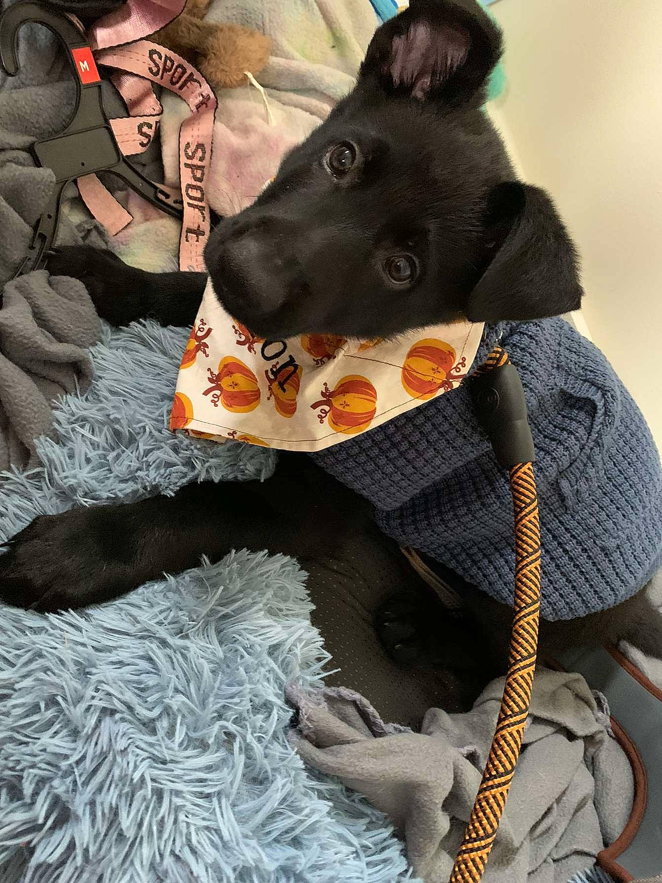 Baron is registered to the contest to win money with this photo: canidae, carnivore, collar, companion_dog, costume, dog, dog_breed, dog_collar, dog_supply, fashion_accessory, fawn, fur, grey, guard_dog, hat, linens, pattern, sporting_group, whiskers, working_animal