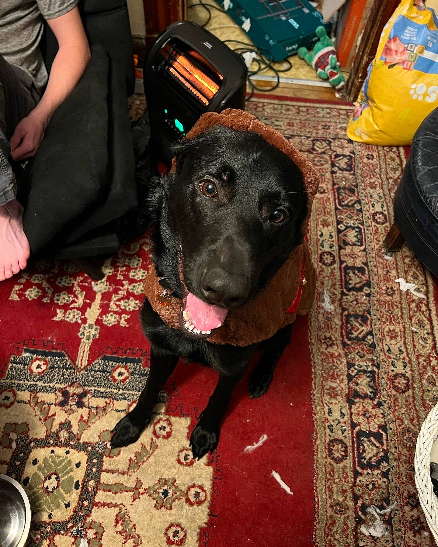 Baron joined the competition — help win amazing prizes! backpack, bag, black, borador, carnivore, chair, collar, companion_dog, dog, dog_breed, dog_collar, fawn, flooring, fur, guard_dog, gun_dog, liver, luggage_and_bags, snout, working_animal