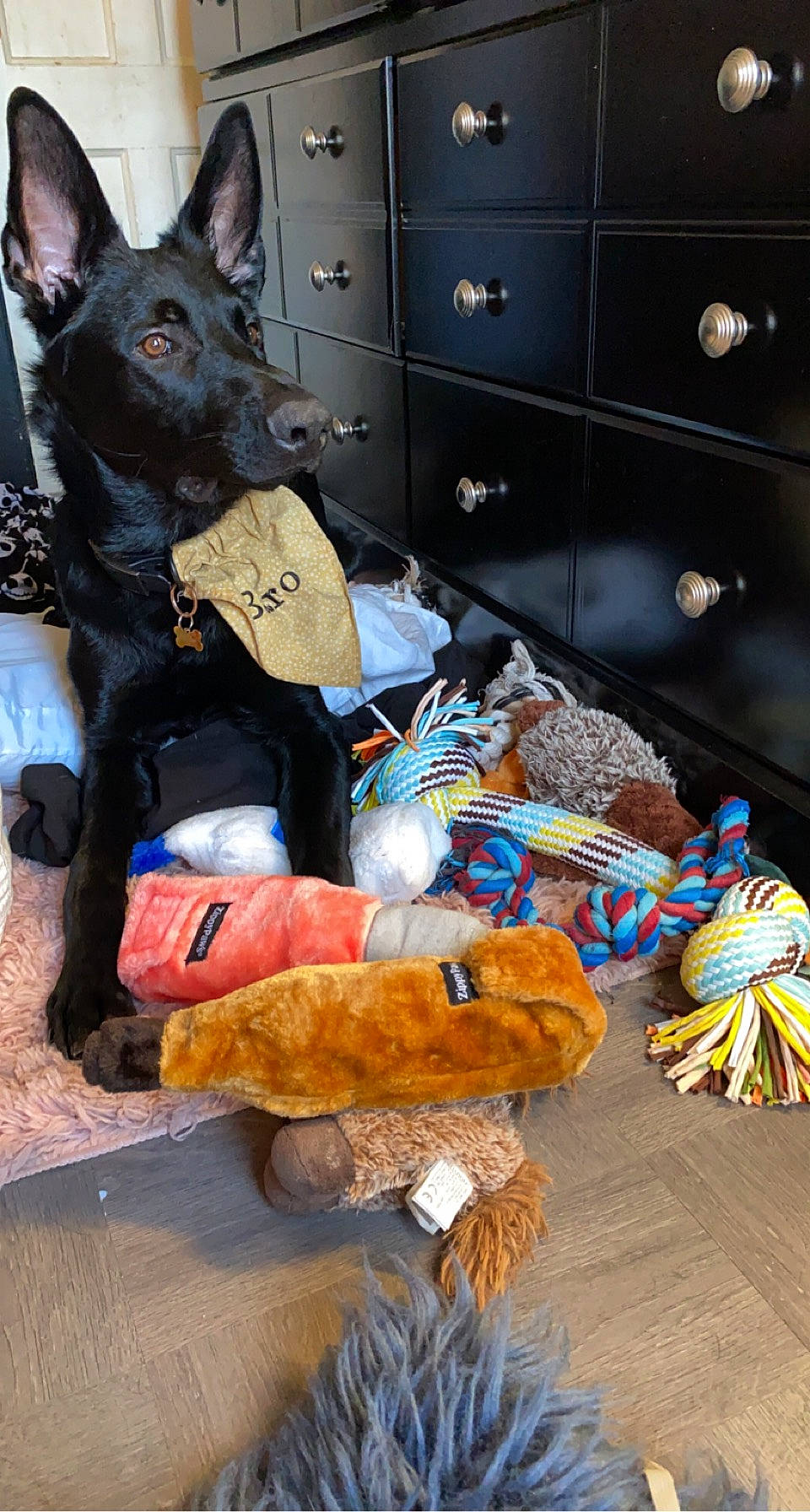 Baron joined the competition — help win amazing prizes! blue, cabinetry, carnivore, chest, chest_of_drawers, collar, companion_dog, cupboard, dog, dog_breed, drawer, event, fur, guard_dog, herding_dog, locker, photography, snout, working_animal, working_dog