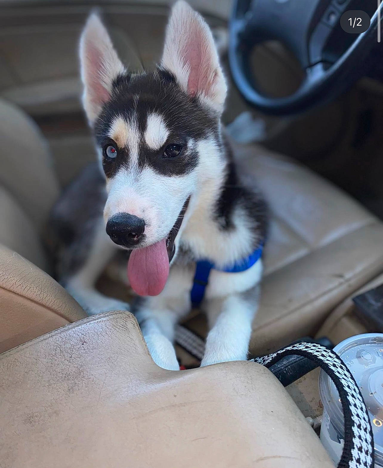 Mishka is registered to the contest to win money with this photo: canidae, carnivore, comfort, companion_dog, dog, dog_breed, dog_supply, fawn, foot, fur, human_leg, paw, recreation, sled_dog, sporting_group, terrestrial_animal, whiskers, window, working_animal, working_dog