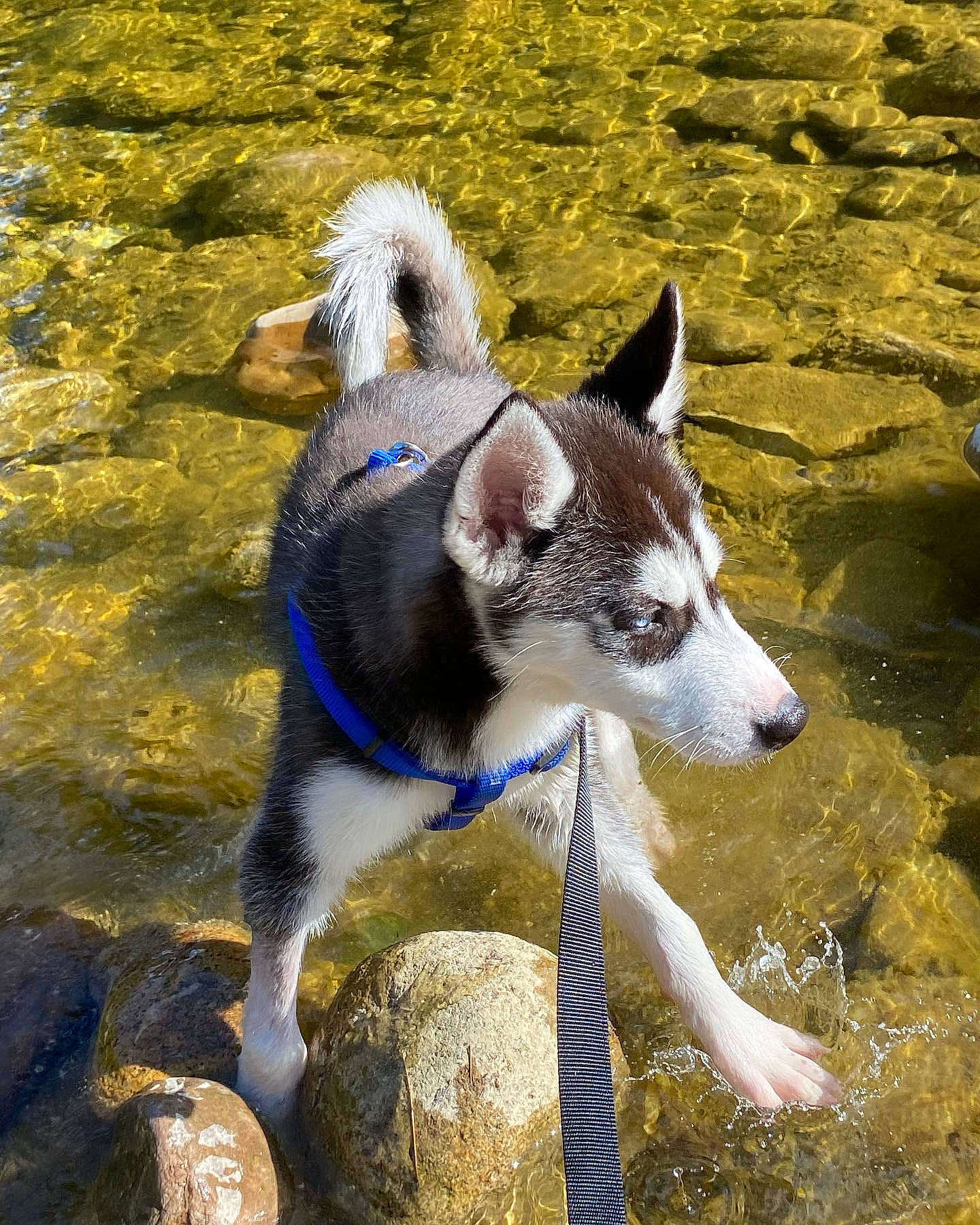 Mishka joined the competition — help win amazing prizes! ancient_dog_breeds, carnivore, companion_dog, dog, dog_breed, herding_dog, pack_animal, rock, siberian_husky, soil, sporting_group, terrestrial_animal, water, working_animal, working_dog