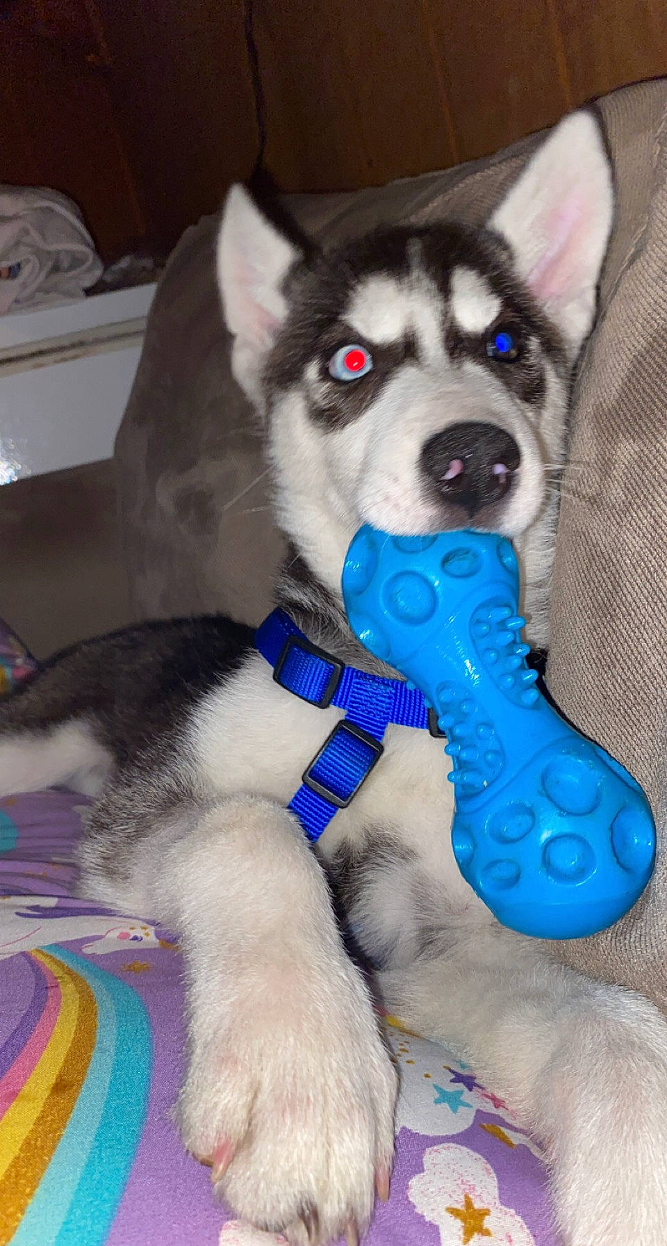 Mishka joined the competition — help win amazing prizes! canidae, carnivore, companion_dog, dog, dog_breed, dog_supply, electric_blue, foot, fur, paw, puppy, siberian_husky, sled_dog, snout, sporting_group, tail, terrestrial_animal, toy_dog, whiskers, working_animal