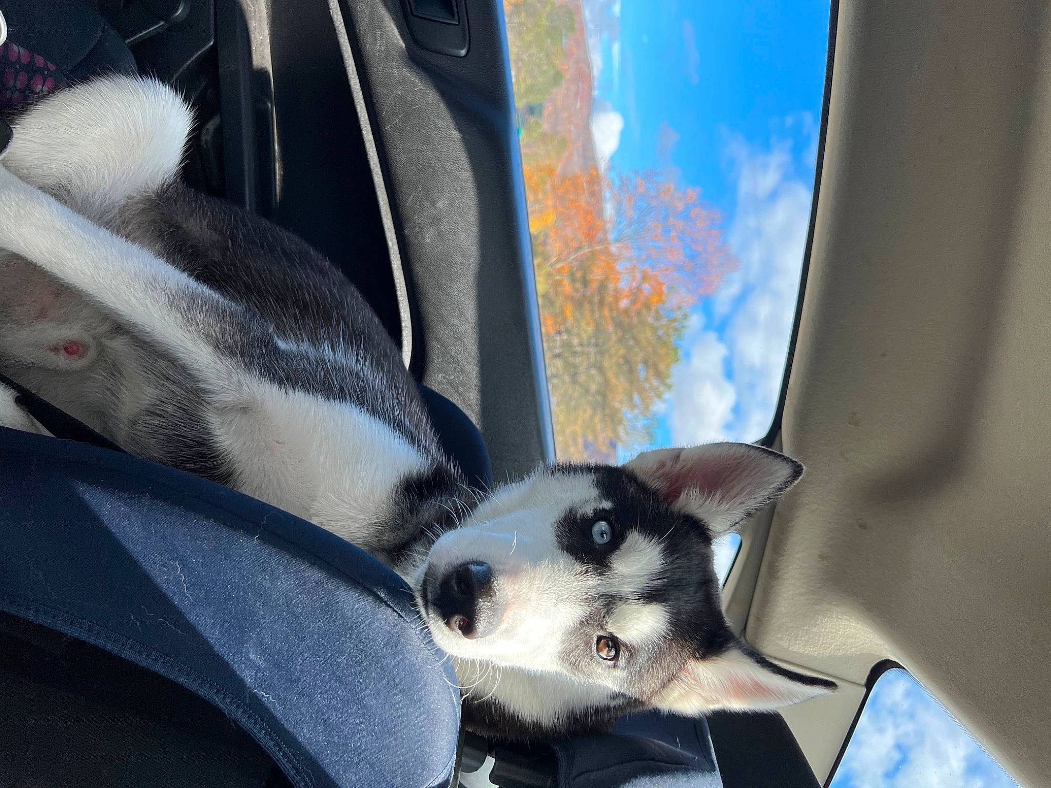 Mishka joined the competition — help win amazing prizes! automotive_design, automotive_exterior, automotive_mirror, car, carnivore, cloud, dog_breed, electric_blue, hood, motor_vehicle, plant, rim, sky, snout, steering_wheel, vehicle, vehicle_door, whiskers, window, windshield